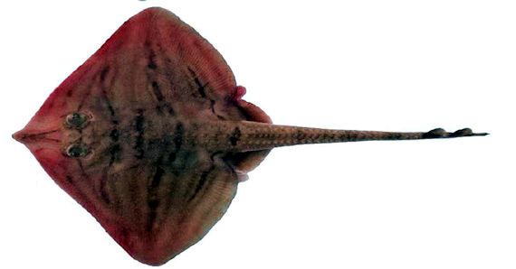 Leucoraja fullonica_07_bis.jpg